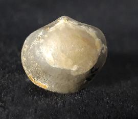 Sonstige - Brachiopoden - Acromeristina tchadanica KULKOV